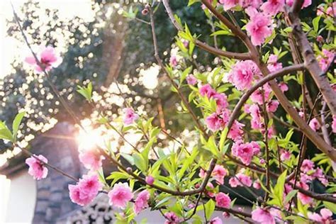 增加桃花运的方法|招桃花运的十大方法！